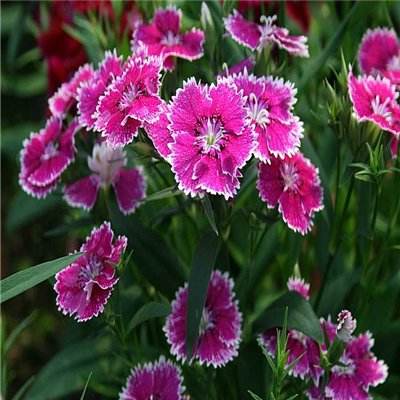 幸运彩票下载app